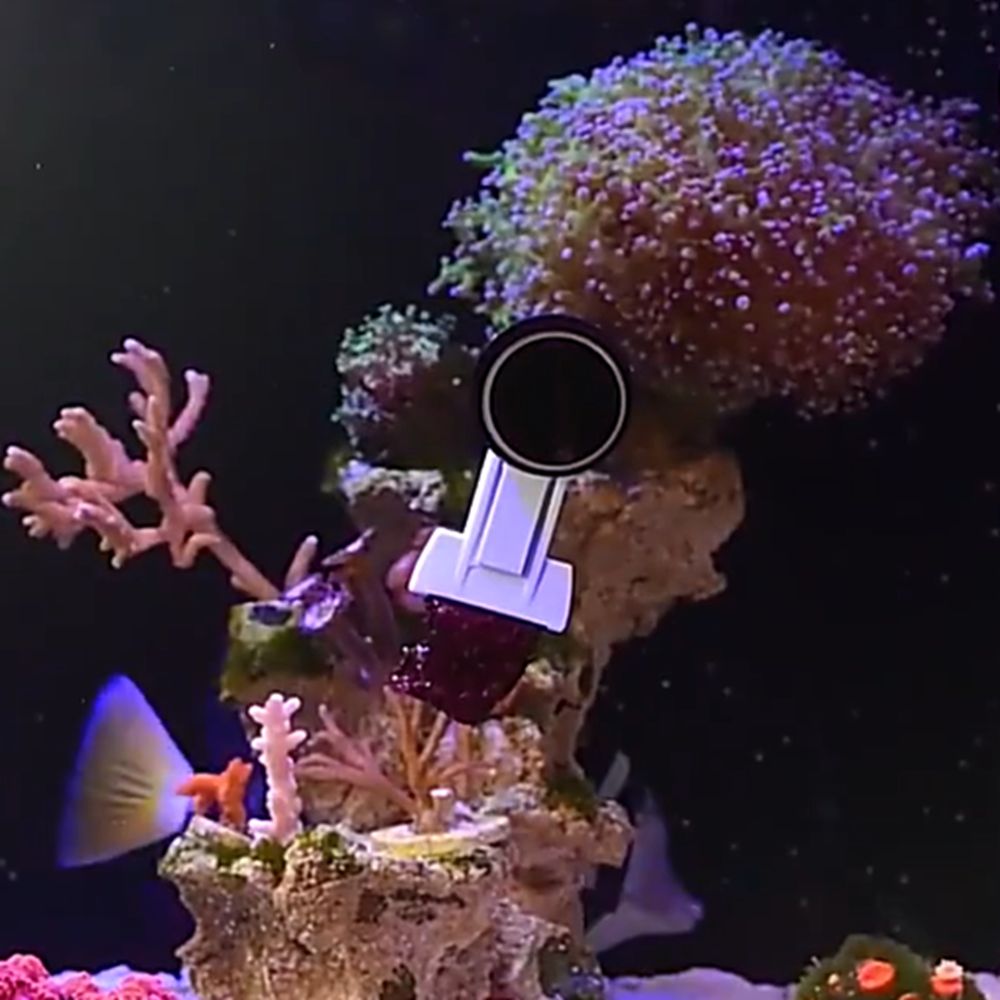 Aquarium Marine Services - Magnetic Fish Tank Seaweed Vegetable Clip