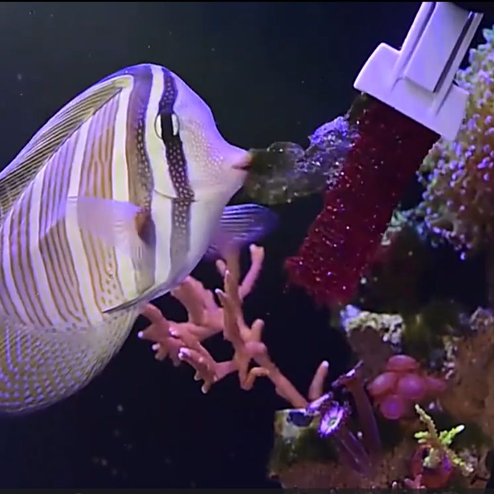 Magnetic Fish Tank Seaweed Veg - Aquarium Marine Services recension och pris