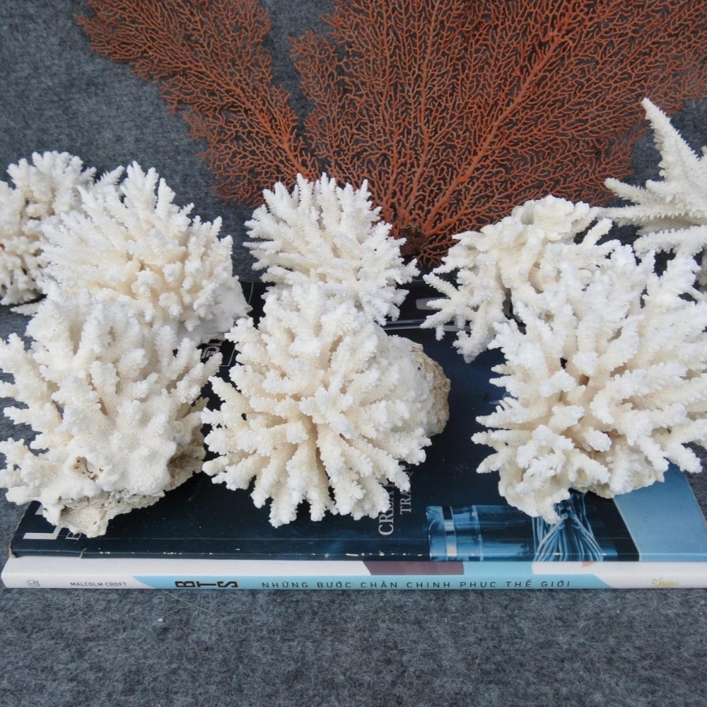 1pc Natural White Coral Cluste - Marine Aquarium Decorations recension och pris
