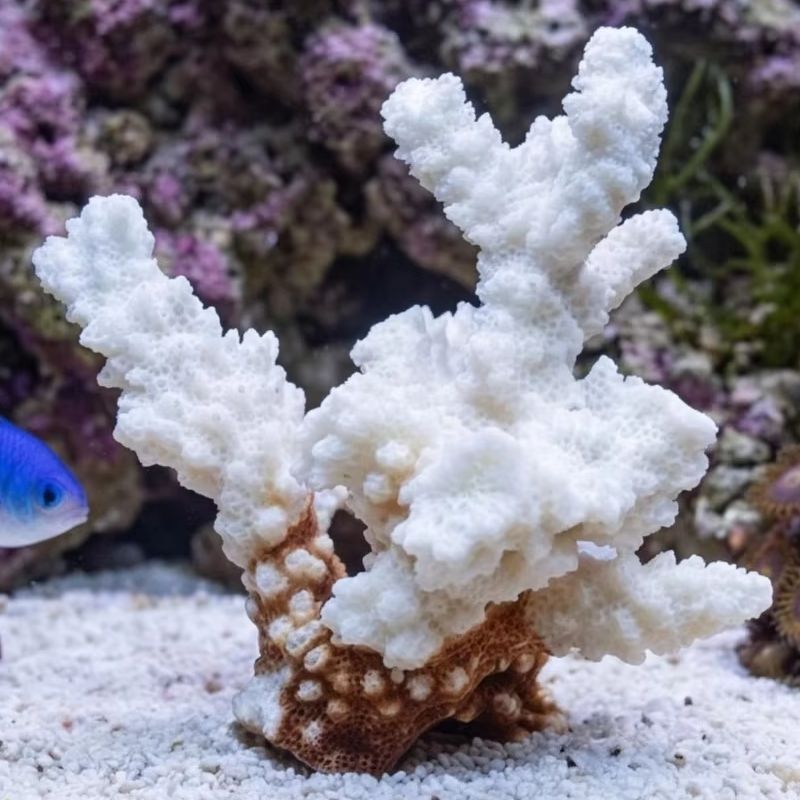 1pc Natural White Coral Cluste - Marine Aquarium Decorations recension och pris